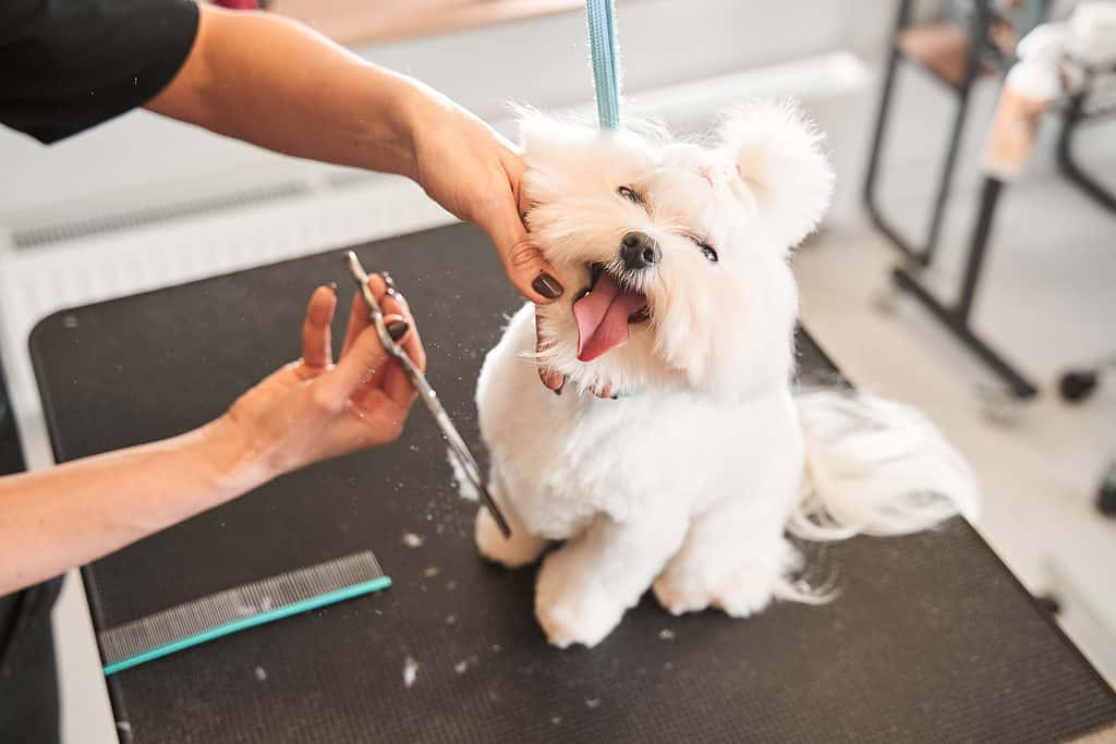 Toelettatore Toelettatura cane sul tavolo da toelettatura