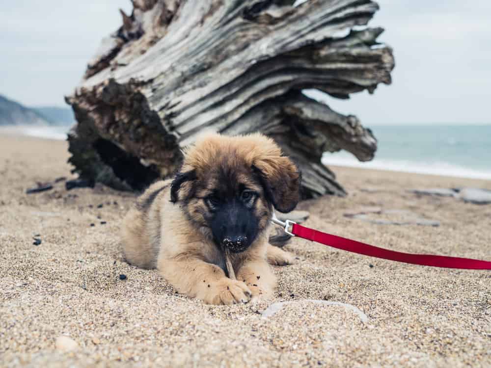 Un giovane cucciolo di Leonberger è sulla spiaggia vicino a un tronco d'albero dall'aspetto insolito e sta masticando un bastone