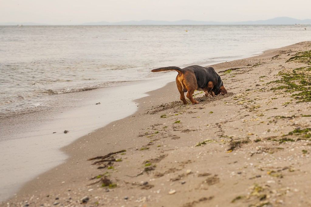 Basset Hound Dog che scava nella sabbia sulla spiaggia