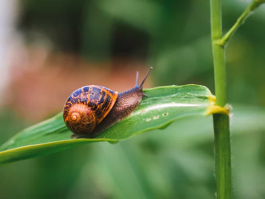 Grande lumaca in guscio che striscia sull'erba o sulla canna di mais, giornata estiva in giardino.  La lumaca di Borgogna, lumaca commestibile o lumaca, è una specie di lumaca terrestre grande, commestibile, che respira aria, un polmonato terrestre