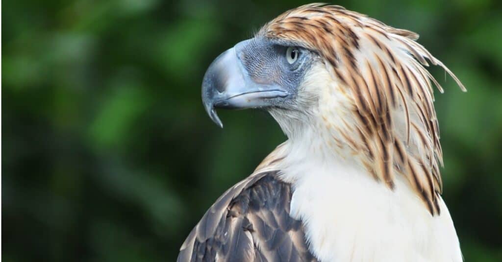 Questa aquila gigante ha un'apertura alare di 7 piedi e caccia le scimmie per pranzo
