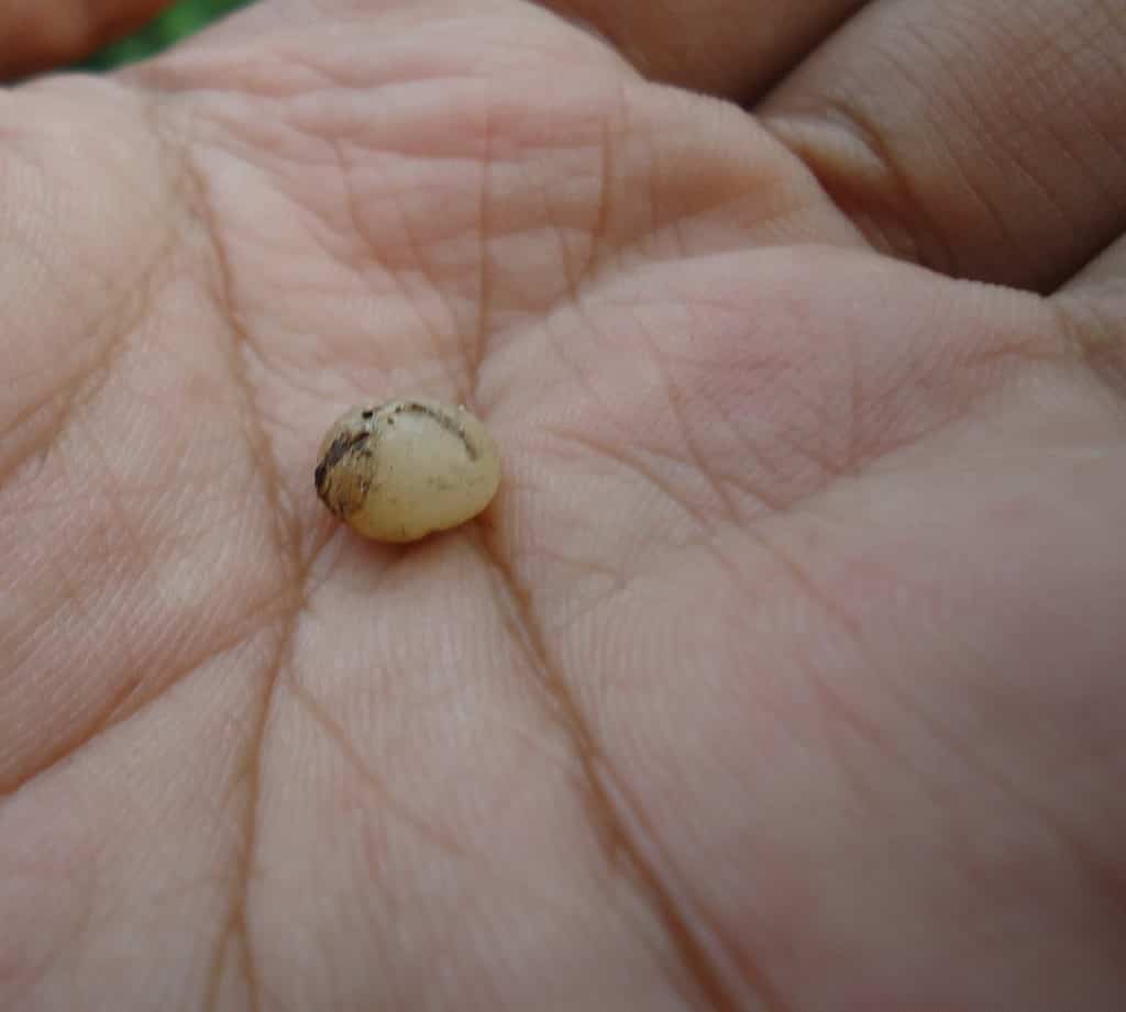   Uovo di lombrico di Lumbricus rubellus.  Filippine.