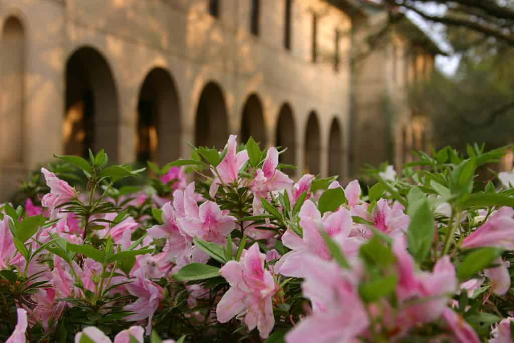 Azalee nel Quad alla LSU