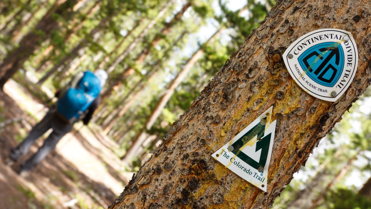 Continental Divide Trail e segnali stradali del Colorado su un albero