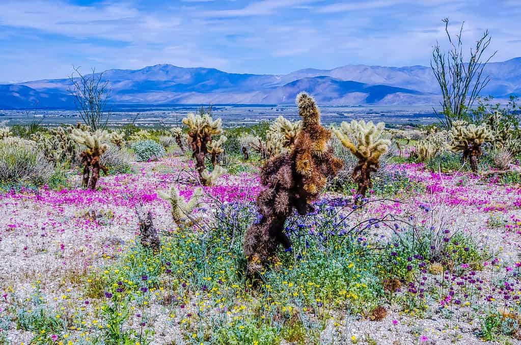 Fiori di campo all'Anza-Borrego Desert State Park, California del sud.