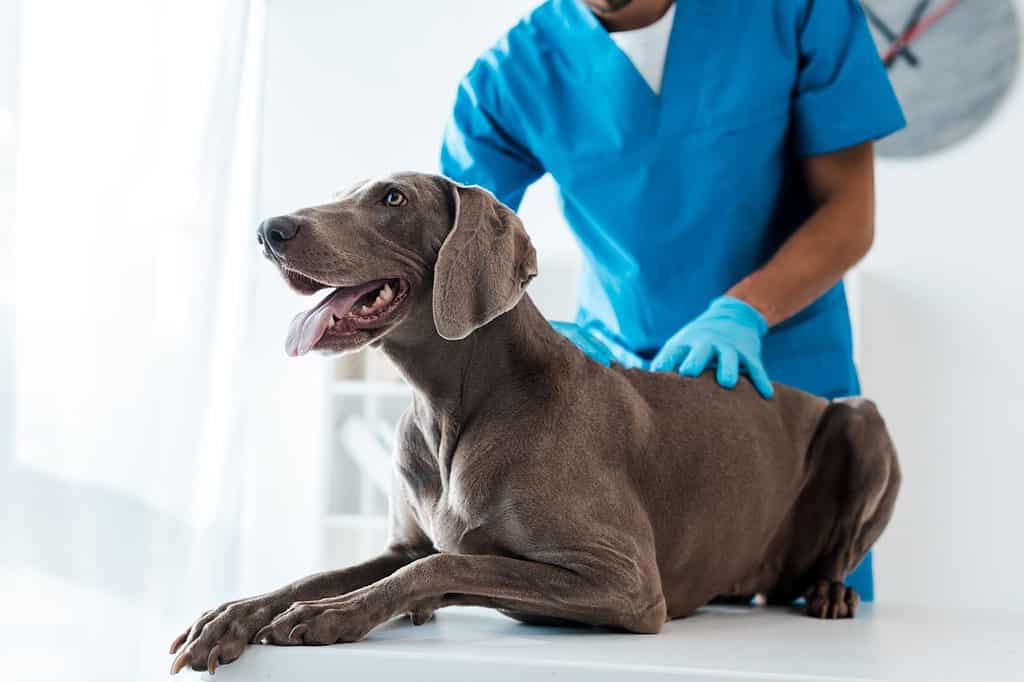 vista ritagliata del veterinario che esamina la parte posteriore del cane weimaraner