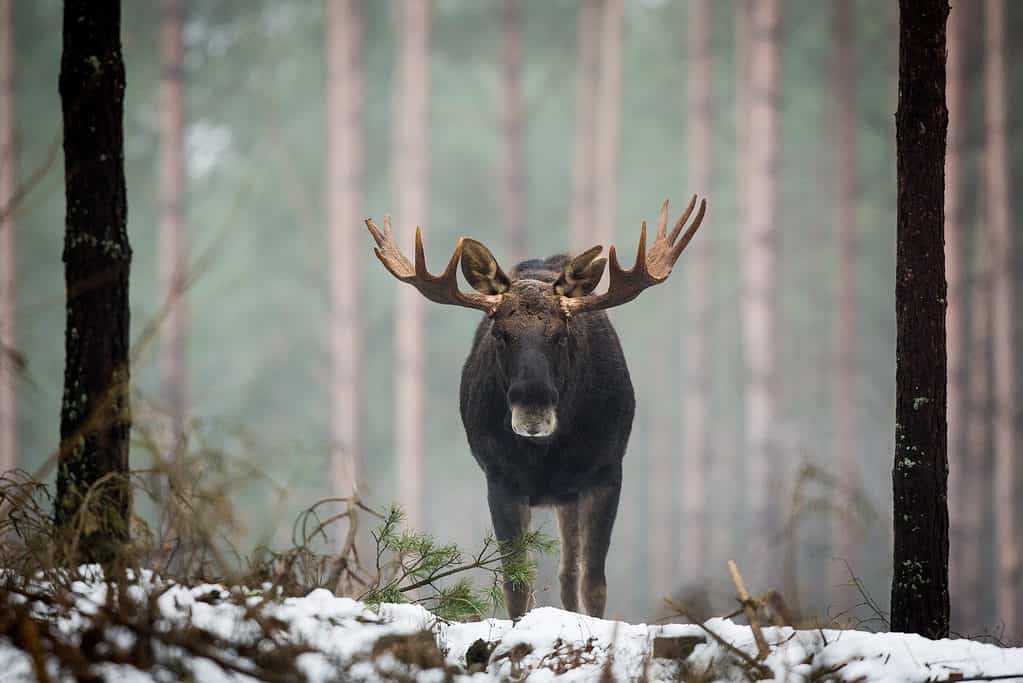 Alci dello Yukon dell'Alaska