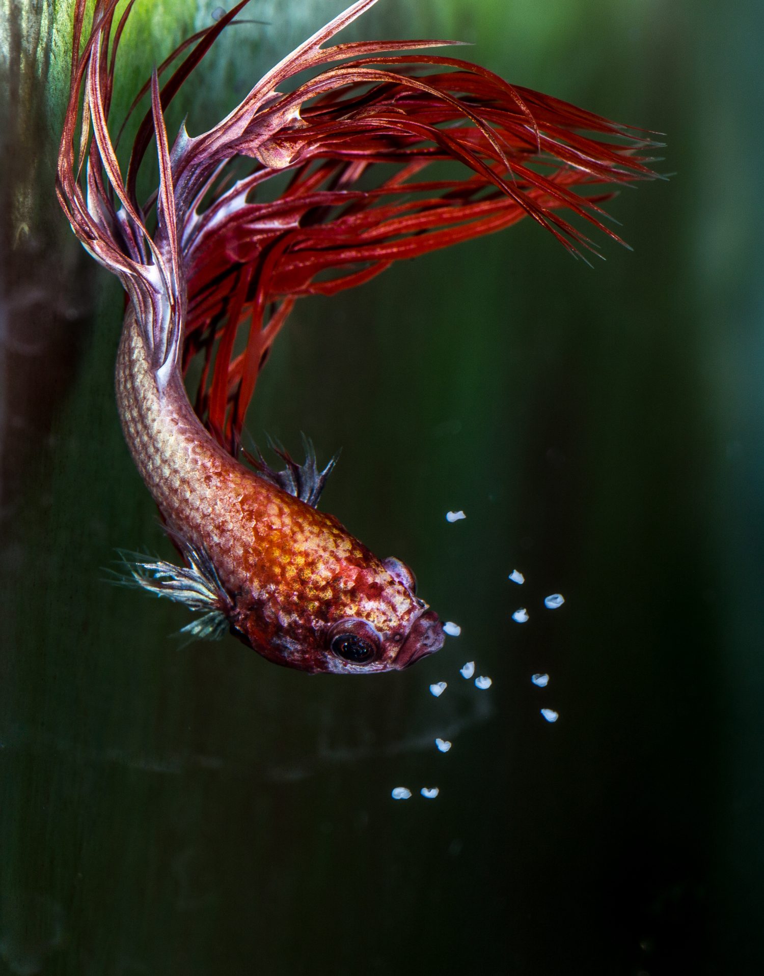 Maschio combattente siamese (Betta splendens) che raccoglie le uova che cadono dopo la deposizione delle uova