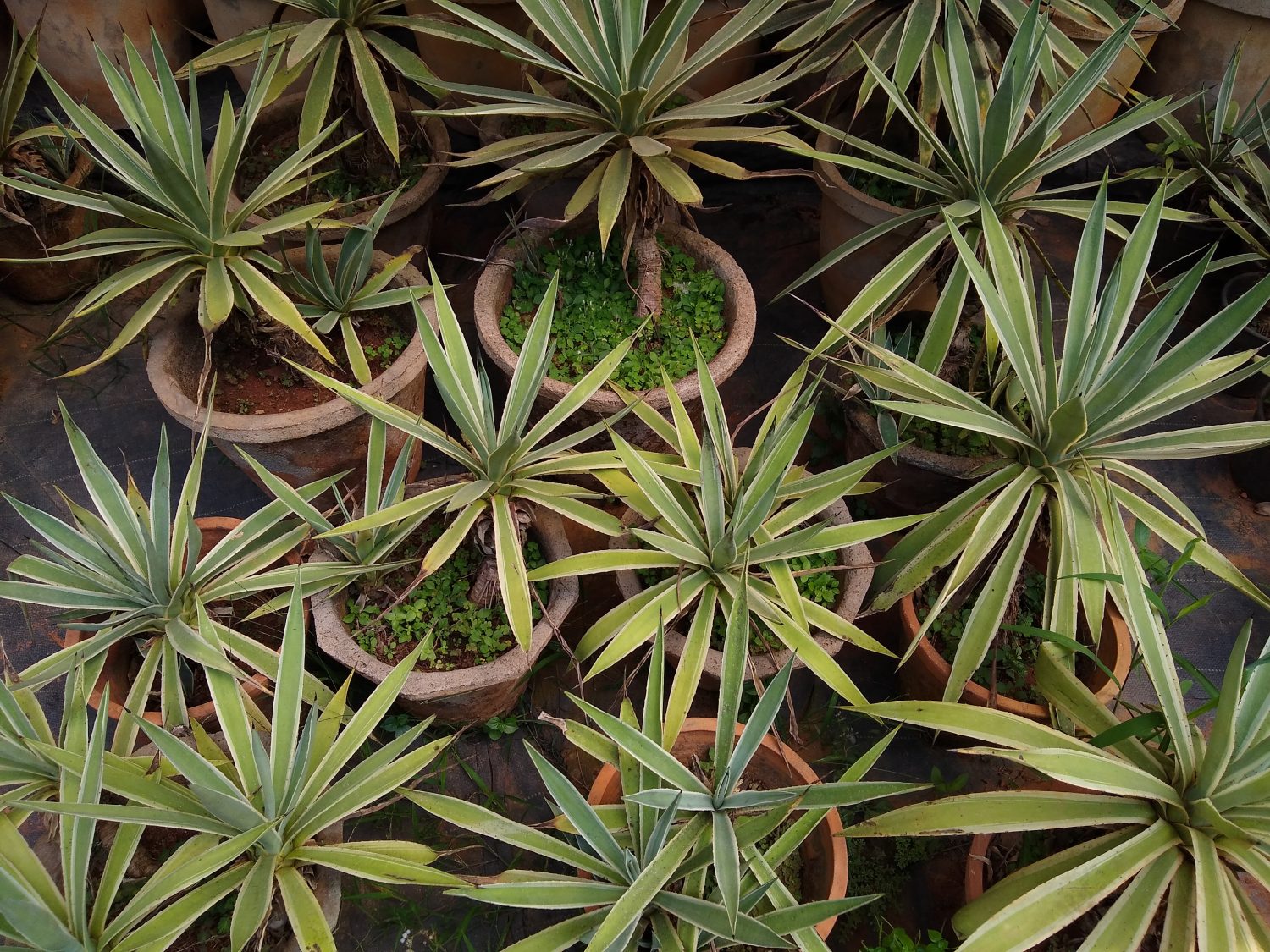 Agave vivipara (agave caraibica) piante nel giardino