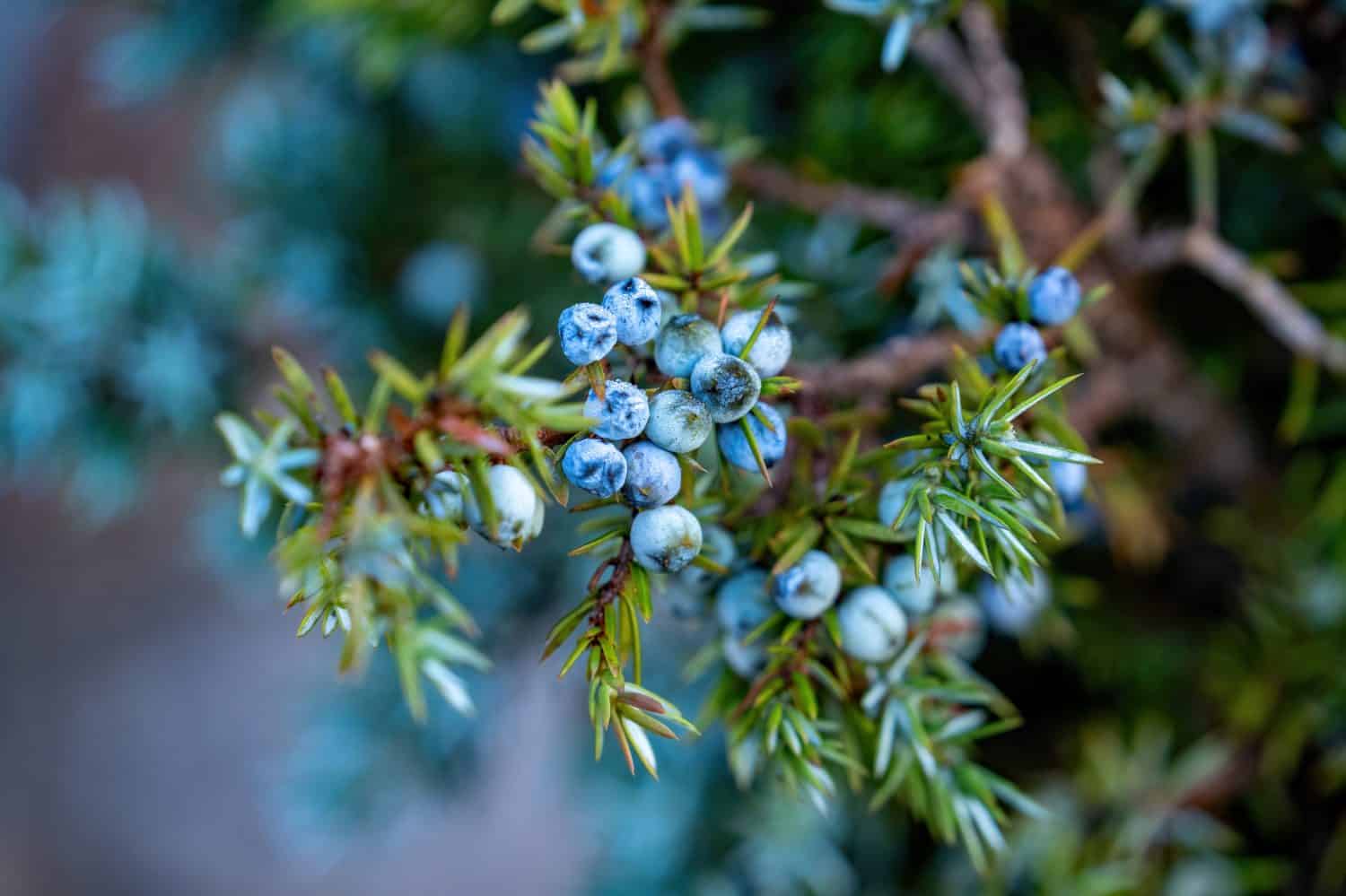 ginepro, una spezia speciale della foresta