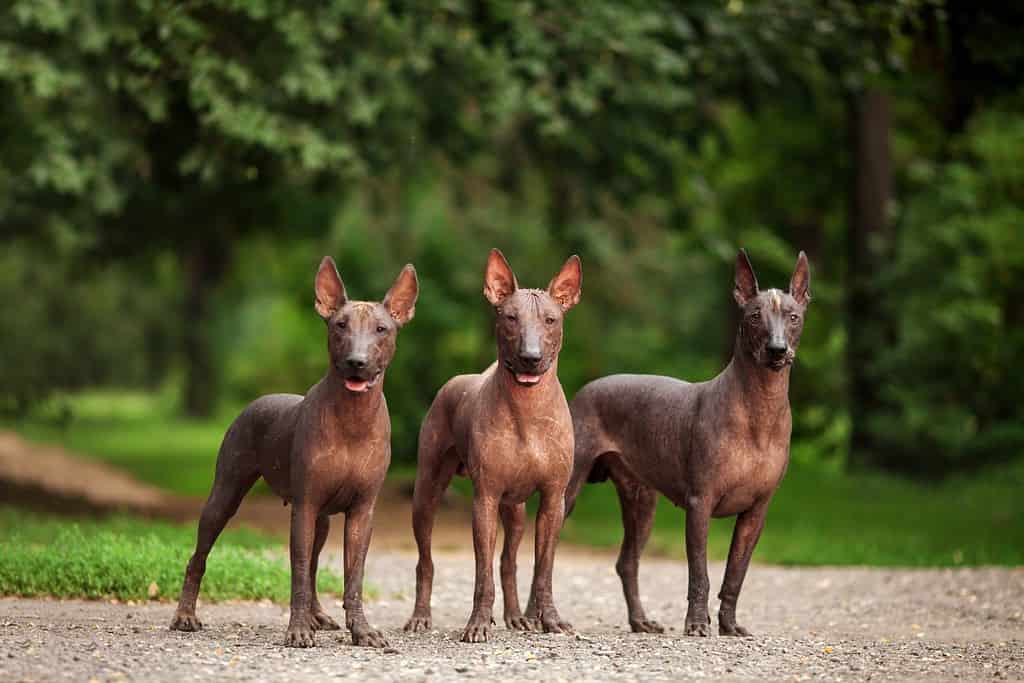 Ritratto orizzontale di tre cani di razza Xoloitzcuintli, cani messicani glabri di colore nero di dimensioni standard, in piedi all'aperto a terra con erba verde e alberi sullo sfondo il giorno estivo