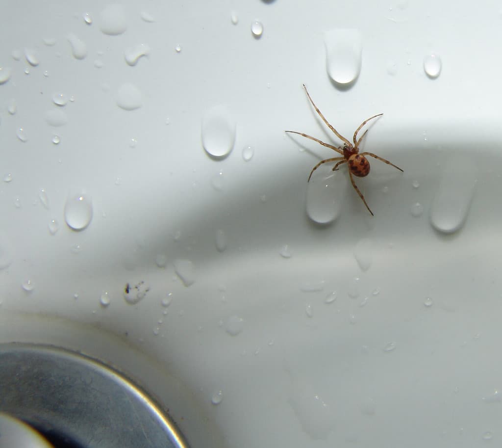 Ragno in un lavandino