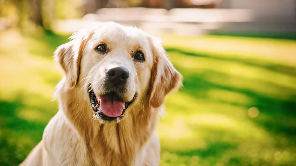 Air Bud è un golden retriever, Cane, Golden Retriever, Felicità, Labrador Retriever, Allegro