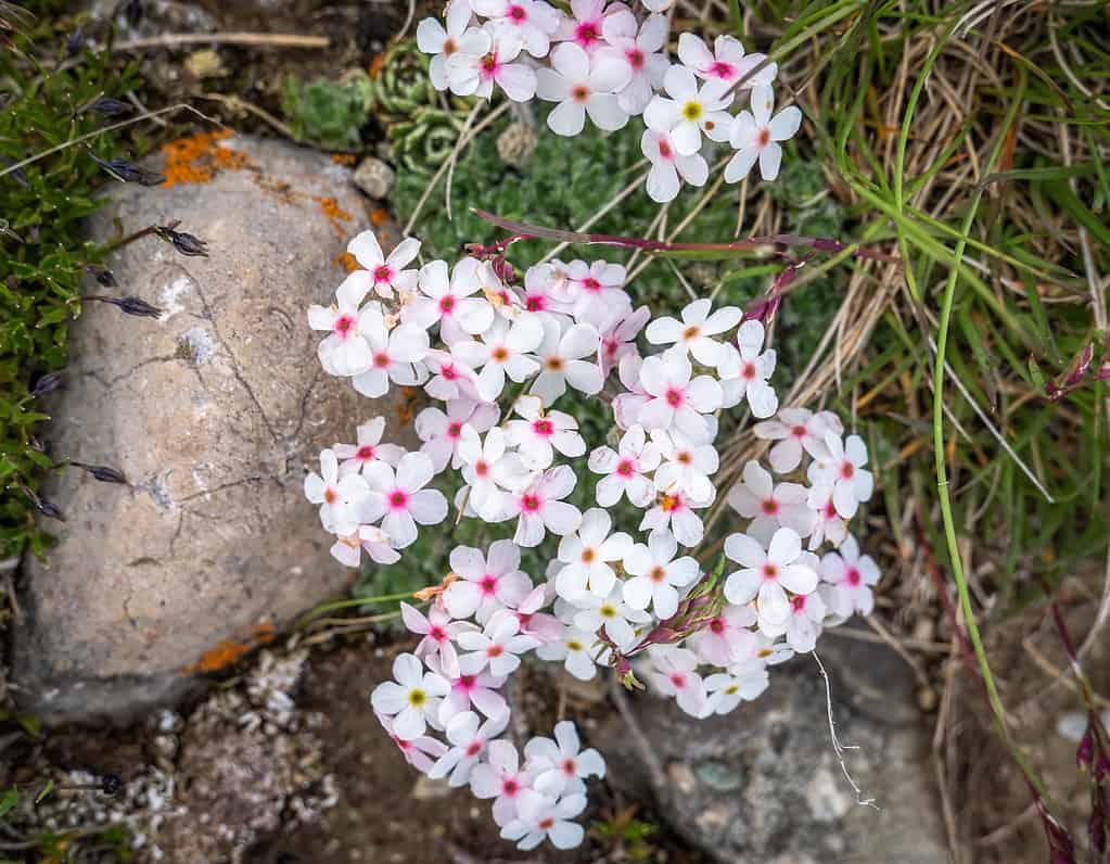 Diffondere il flox (Phlox diffusa) piccoli fiori vicino a una roccia in natura.