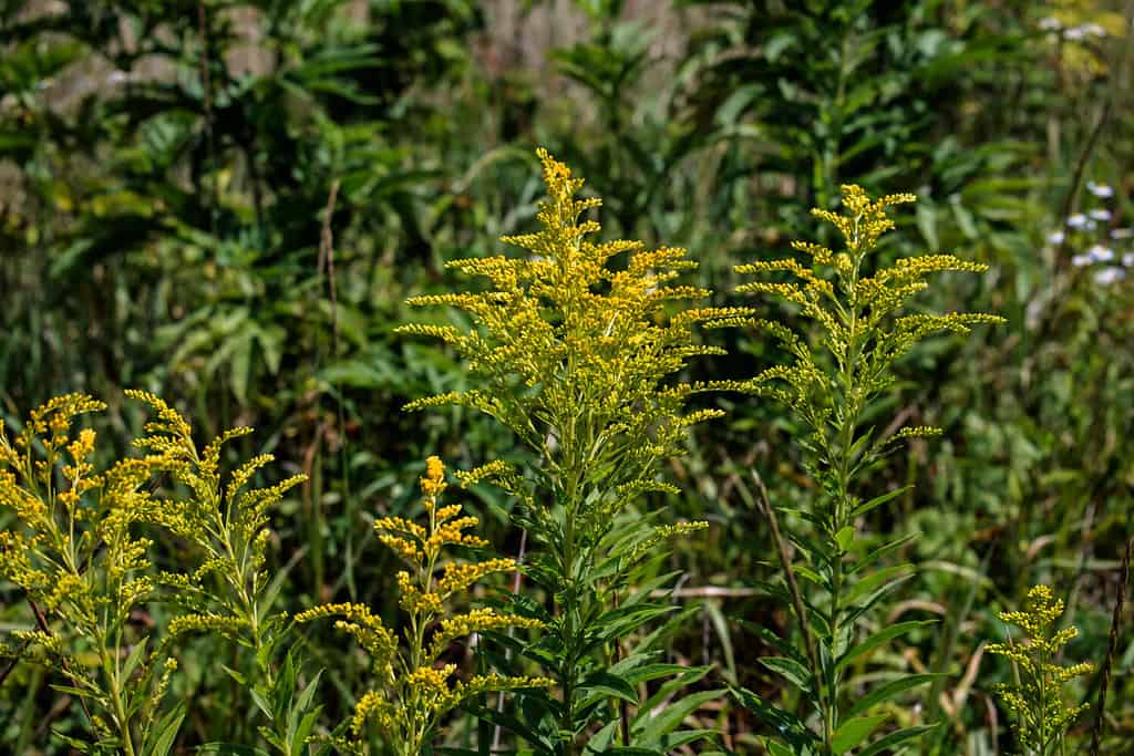 Verga d'oro erba del Canada (Solidago altissima)