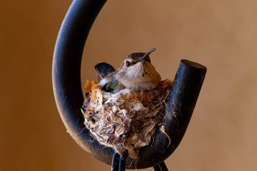 Il gancio per appendere la fioriera da patio è la base di partenza per la femmina del colibrì e il piccolo nido nel concetto di civiltà e natura