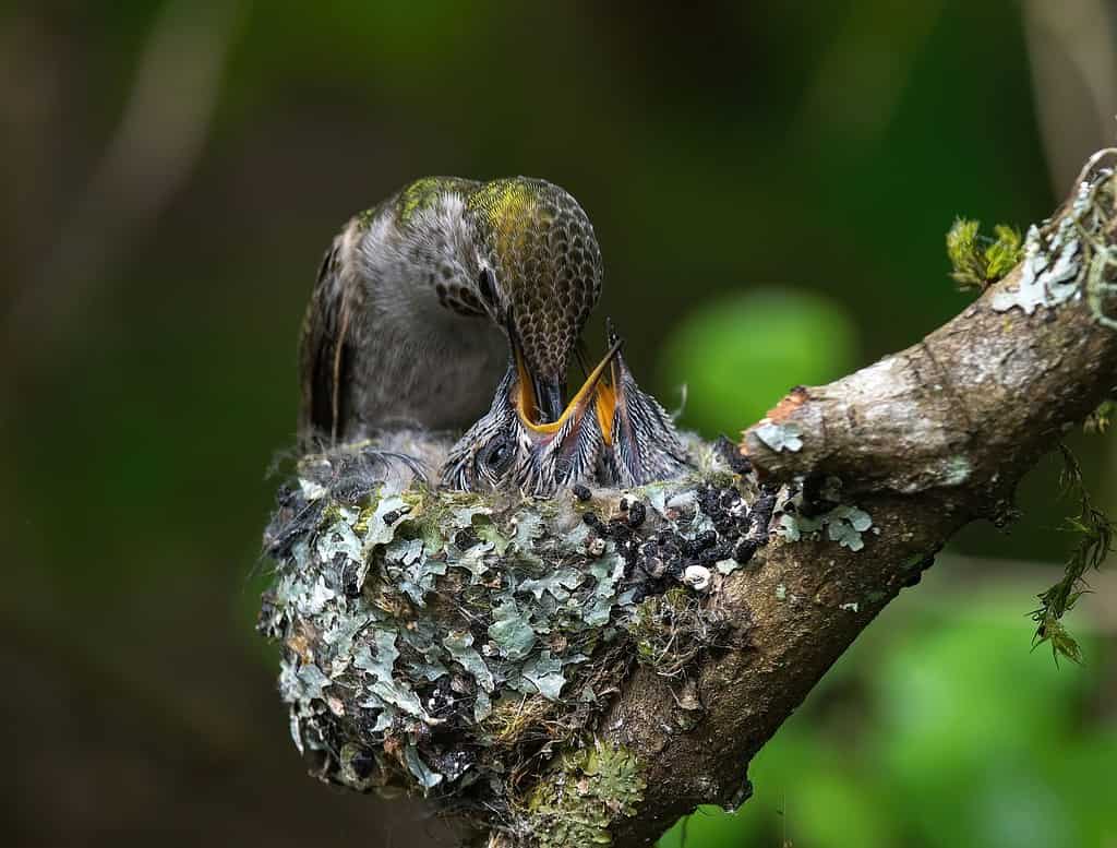 Colibrì femmina che alimenta il bambino nel nido
