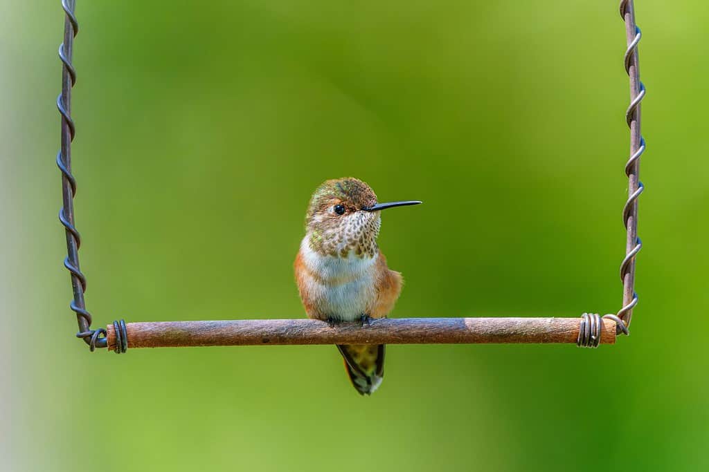 Un piccolo colibrì rossiccio (Selasphorus rufus) seduto su un trespolo