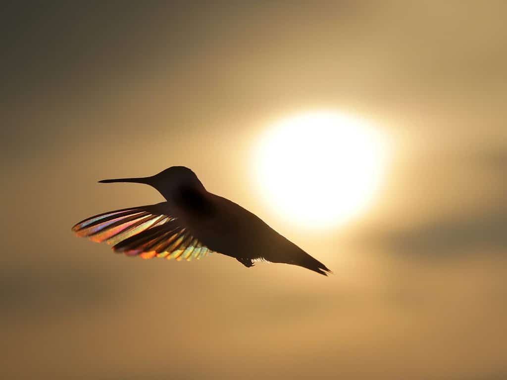 Hummer arcobaleno in volo - Fotografia di un colibrì dalla gola rubino in volo che si staglia contro il sole al tramonto e il cielo dorato.  La luce del sole mostra colori iridescenti nelle piume.