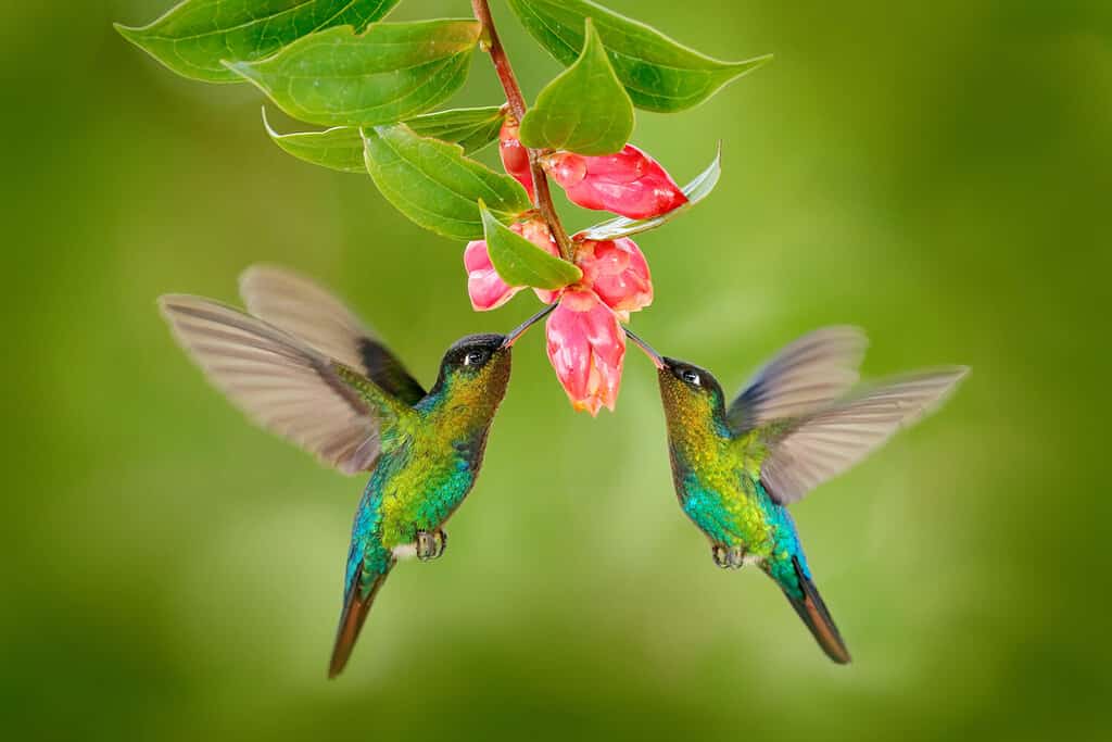 Due colibrì con fiore rosa.  Colibrì dalla gola ardente, che volano accanto a un bellissimo fiore fiorito, Savegre, Costa Rica.  Scena d'azione della fauna selvatica dalla natura.