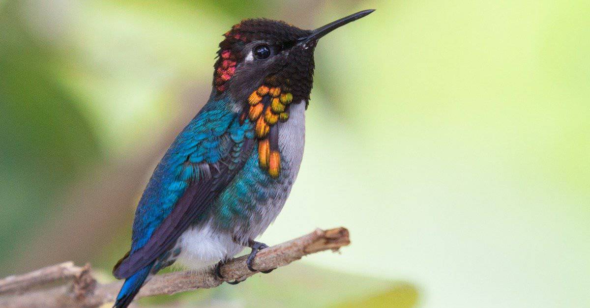 Dove nidificano i colibrì?
