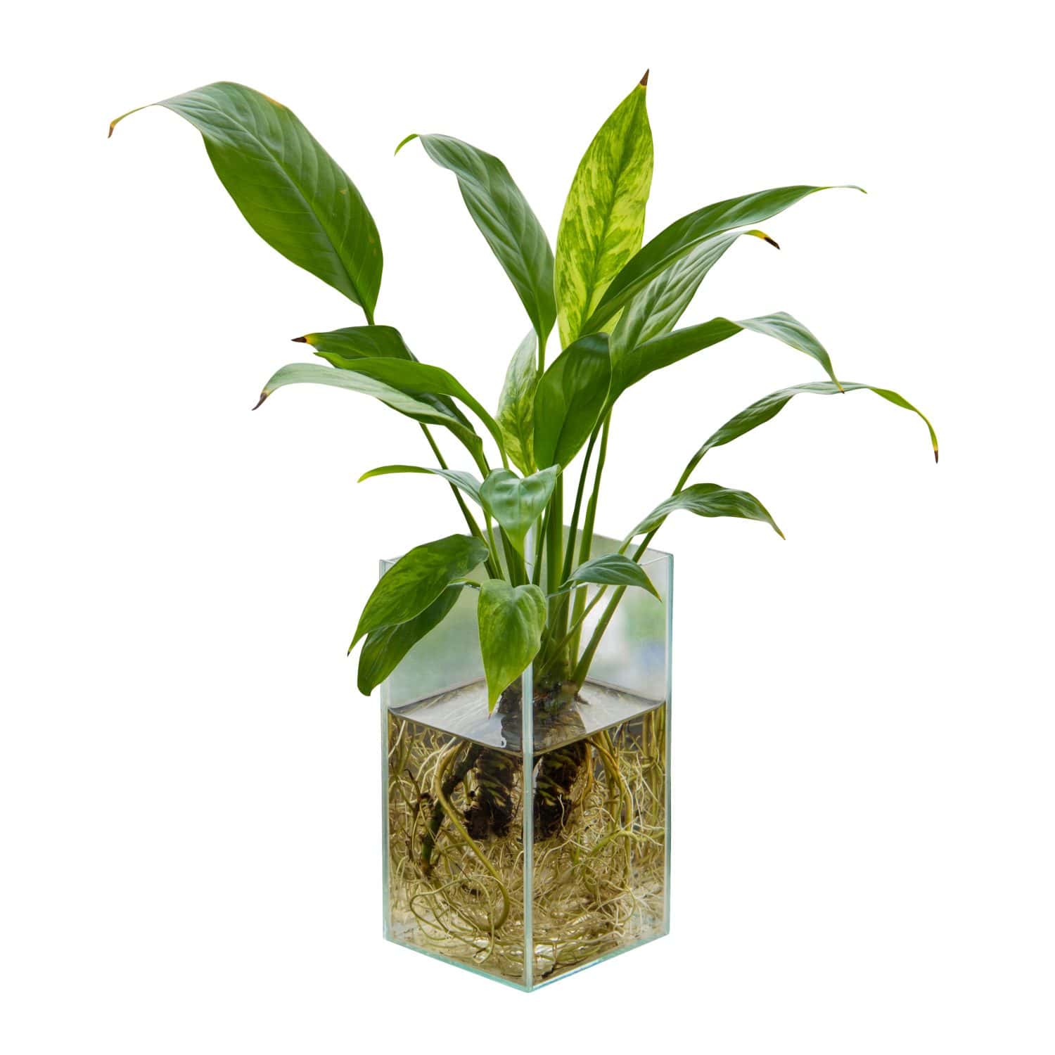 Spathiphyllum o Giglio della Pace nel vaso di vetro