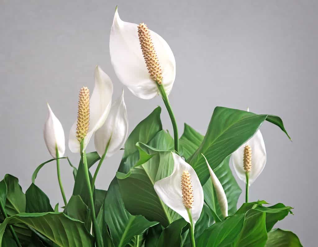 Bellissimi fiori bianchi e foglie verdi di spathiphyllum tropicale del fiore del giglio della pace su uno sfondo chiaro.