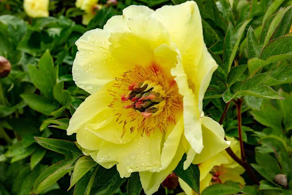 Un fiore di peonia gialla di Sonoma Halo, salem, Oregon