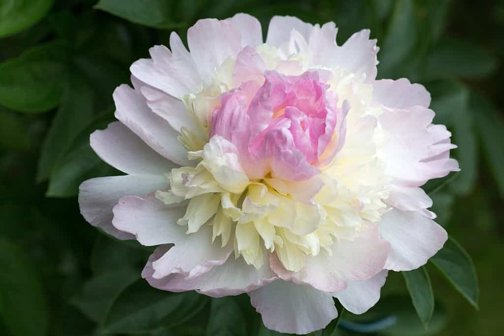 Testa di fiore di peonia rosa crema morbida da vicino in giardino con foglie verdi in giornata di sole.  lat.  Paeonia lactiflora gelato al lampone