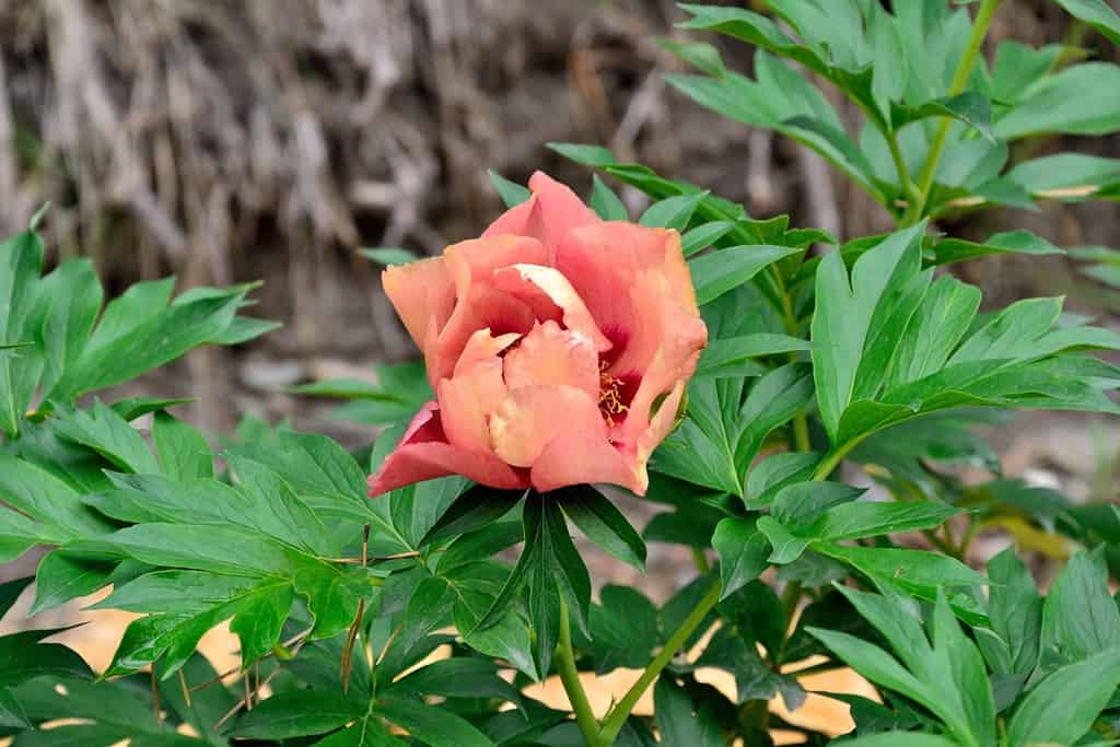 Meravigliosa varietà di fiori di peonia Old Rose Dandy all'inizio della fioritura è beige-giallastro con sfumature viola, poi un delizioso colore rosso-marrone.  Macchie rosse alla base dei petali.  Floricoltura, giardinaggio