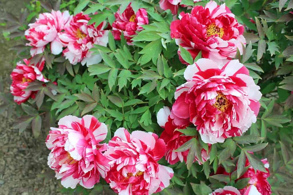 Fiori di peonia rosa e bianca "shimanishiki".