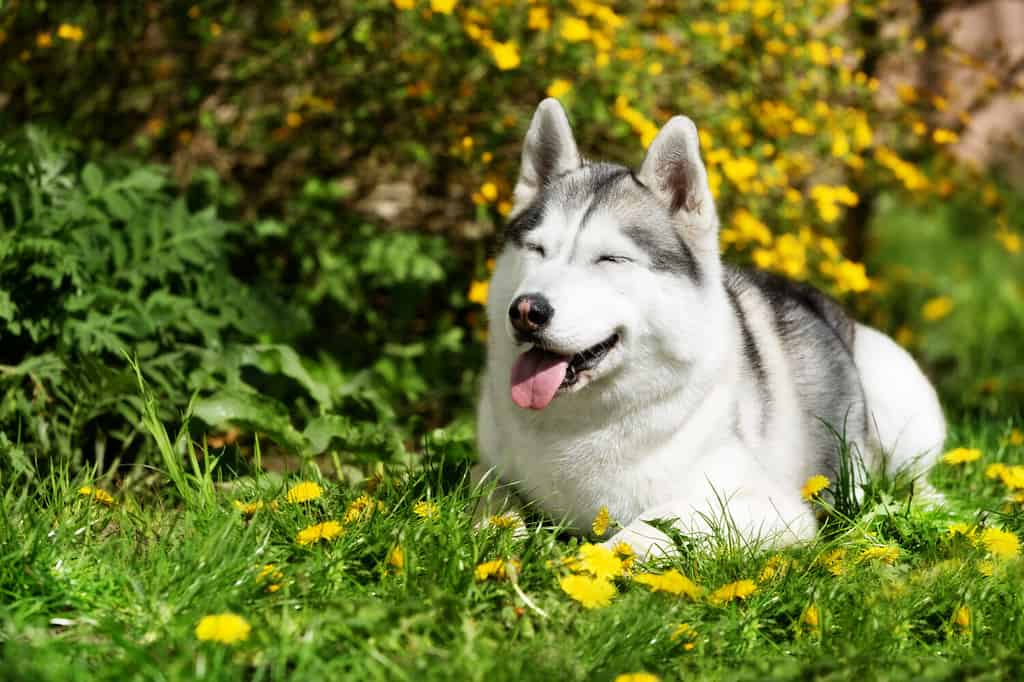 Una femmina matura incinta del husky siberiano è sdraiata sull'erba verde vicino ai fiori gialli.  Ci sono alcuni denti di leone intorno a lei.  Una cagna ha il pelo grigio e bianco, i suoi occhi sono chiusi.