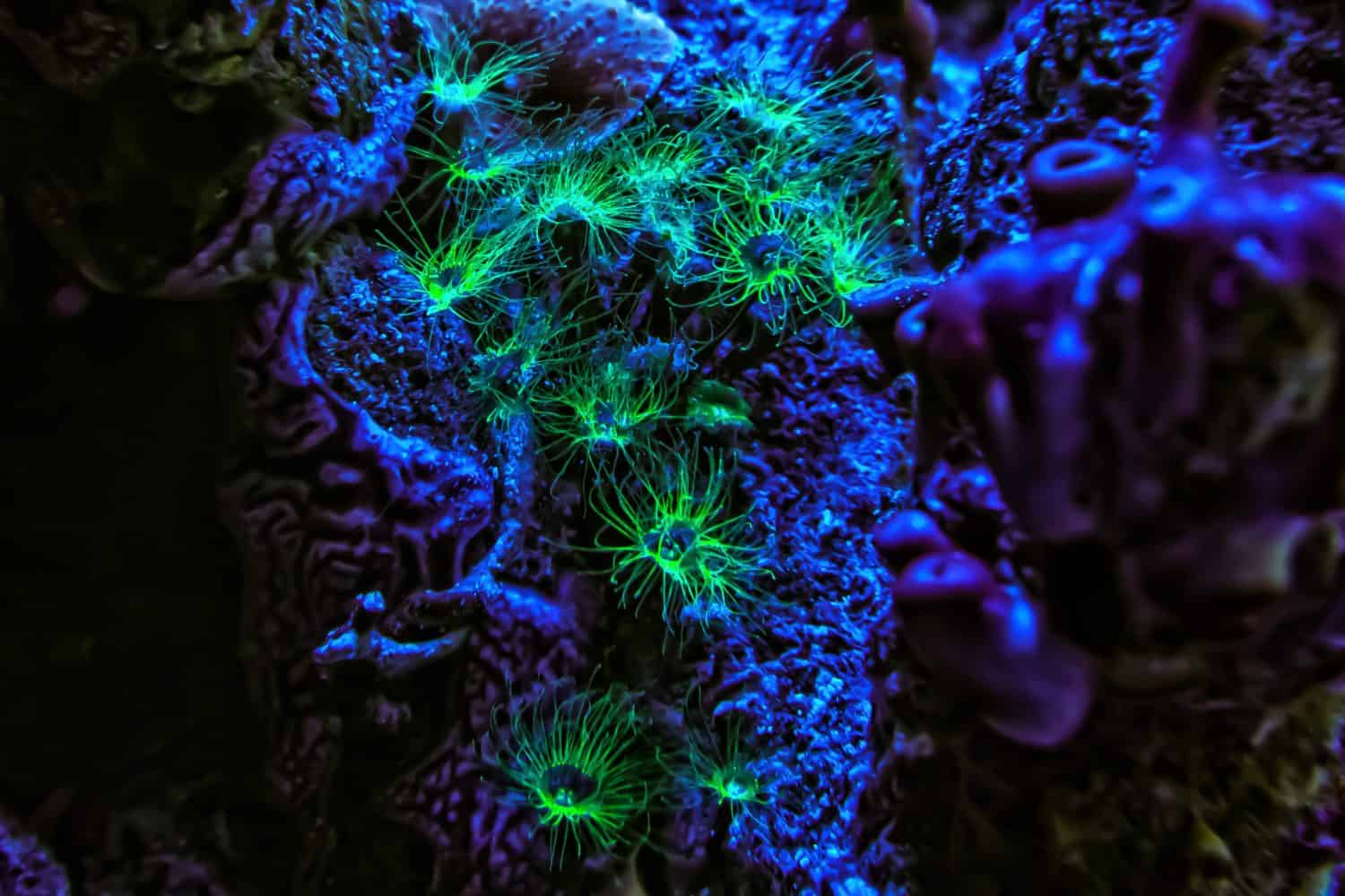 medusa Nausithoe polipo stadio fluorescente
