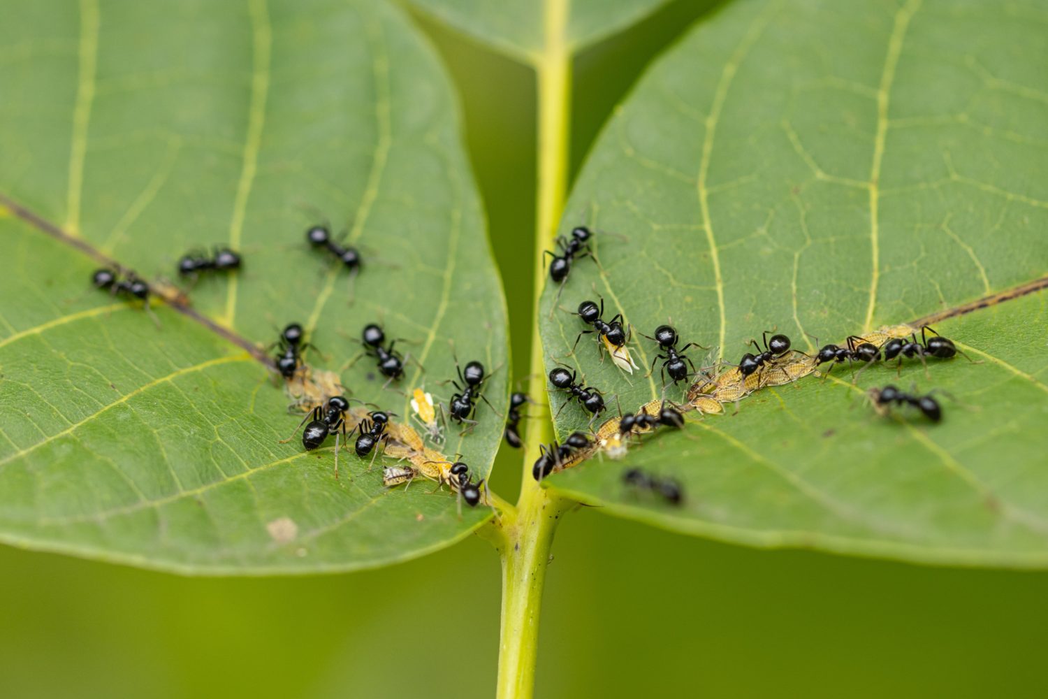 formiche nere con afidi su una foglia verde