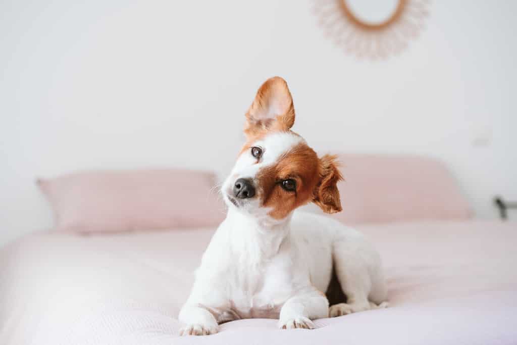 carino adorabile piccolo cane jack russell riposato sul letto durante il giorno.  Orecchio divertente.  Animali domestici in casa