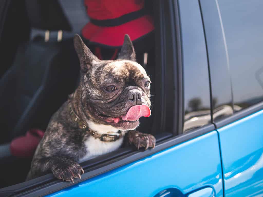 Il simpatico sorriso del bulldog francese tigrato guarda fuori dal finestrino dell'auto, il concetto di viaggio degli animali in auto