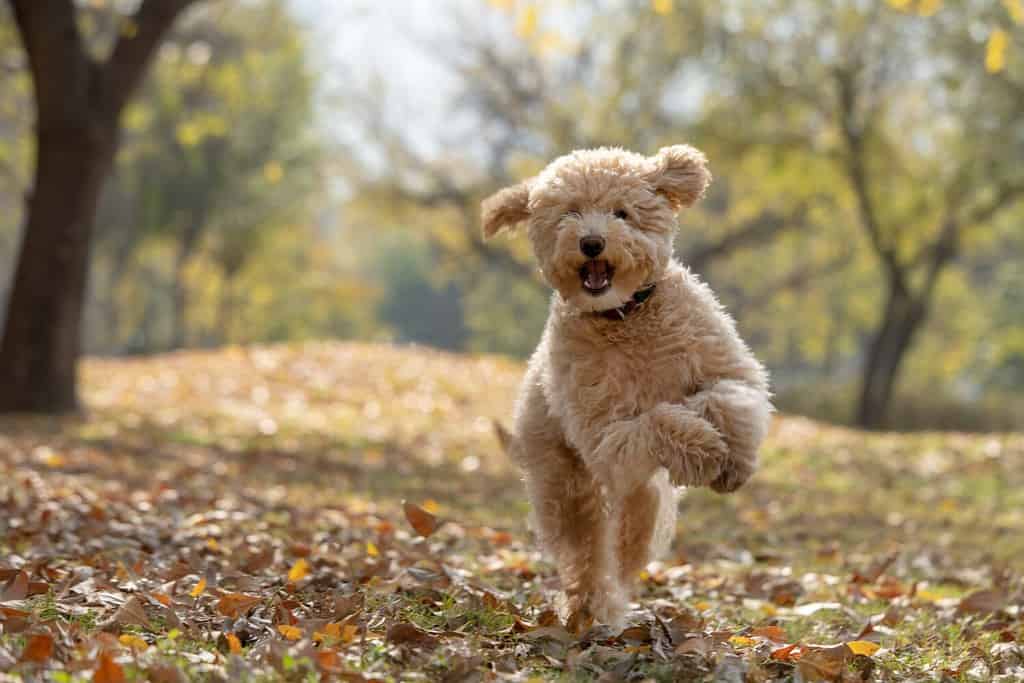 Un felice mini cucciolo di doodle dorato che gioca nel parco