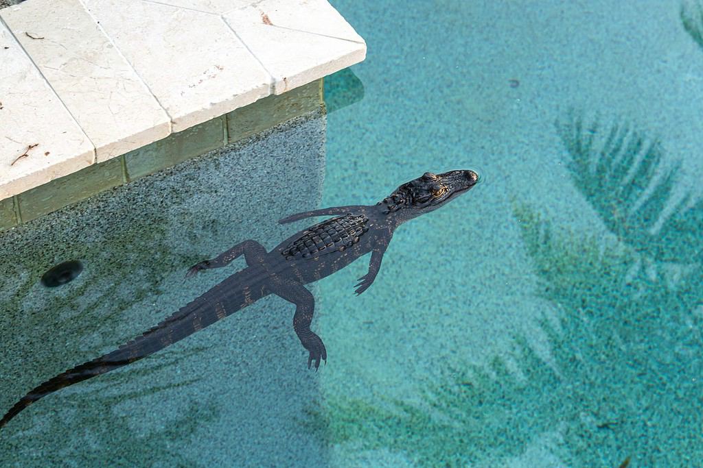 Cucciolo di alligatore in una piscina