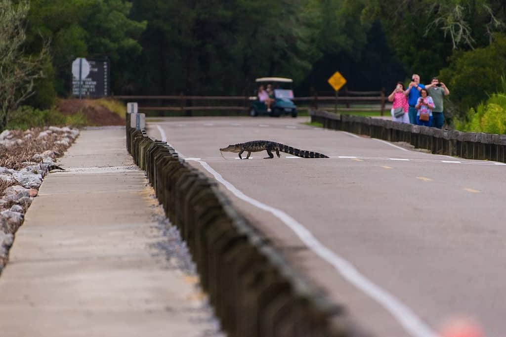 Alligatori nell'Huntington Beach State Park, Carolina del Sud