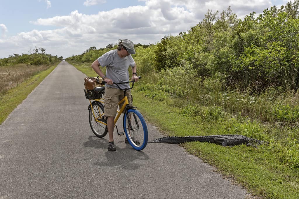 Motociclista che guarda l'alligatore sul sentiero.  Alligatore che attraversa la strada in Florida, Stati Uniti