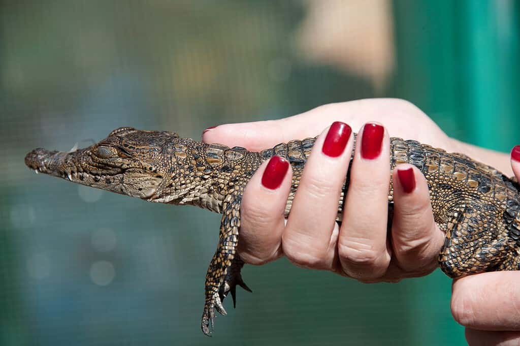 Alligatore, animale domestico nelle mani di una donna alla moda