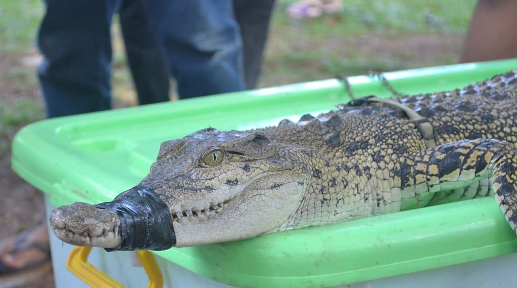 un coccodrillo alligatore della palude di fiume che è uscito dal nido ed è stato catturato con la bocca legata con del nastro adesivo