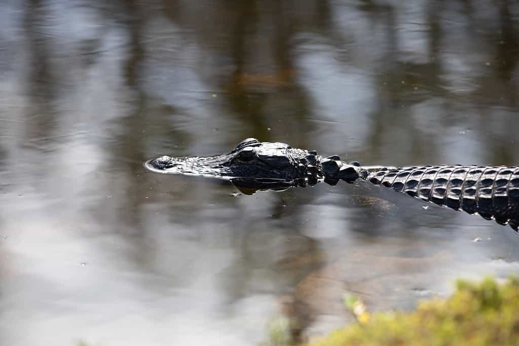 Alligatore che galleggia in uno stagno in Florida