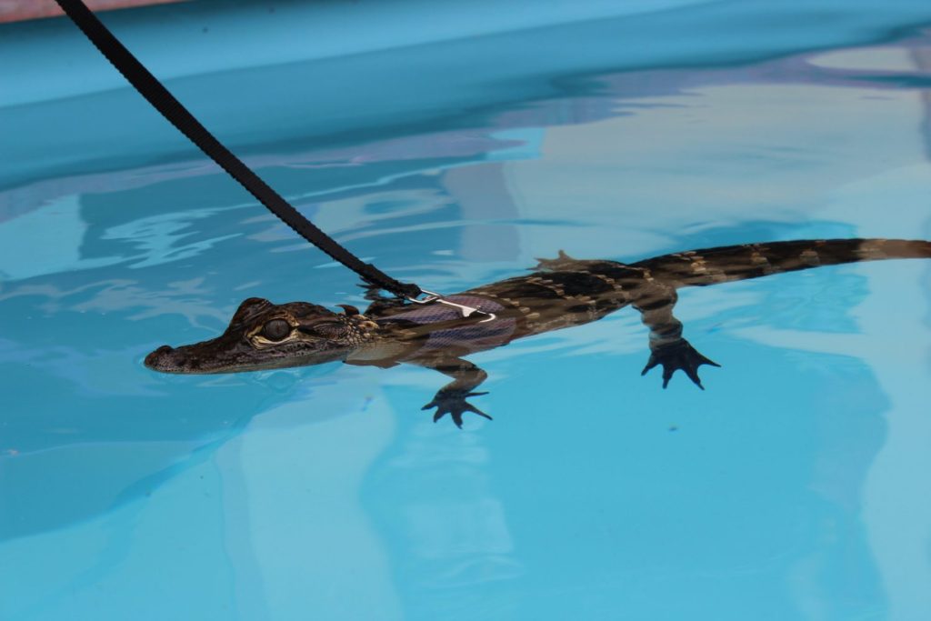 Alligatore con imbracatura in una piscina