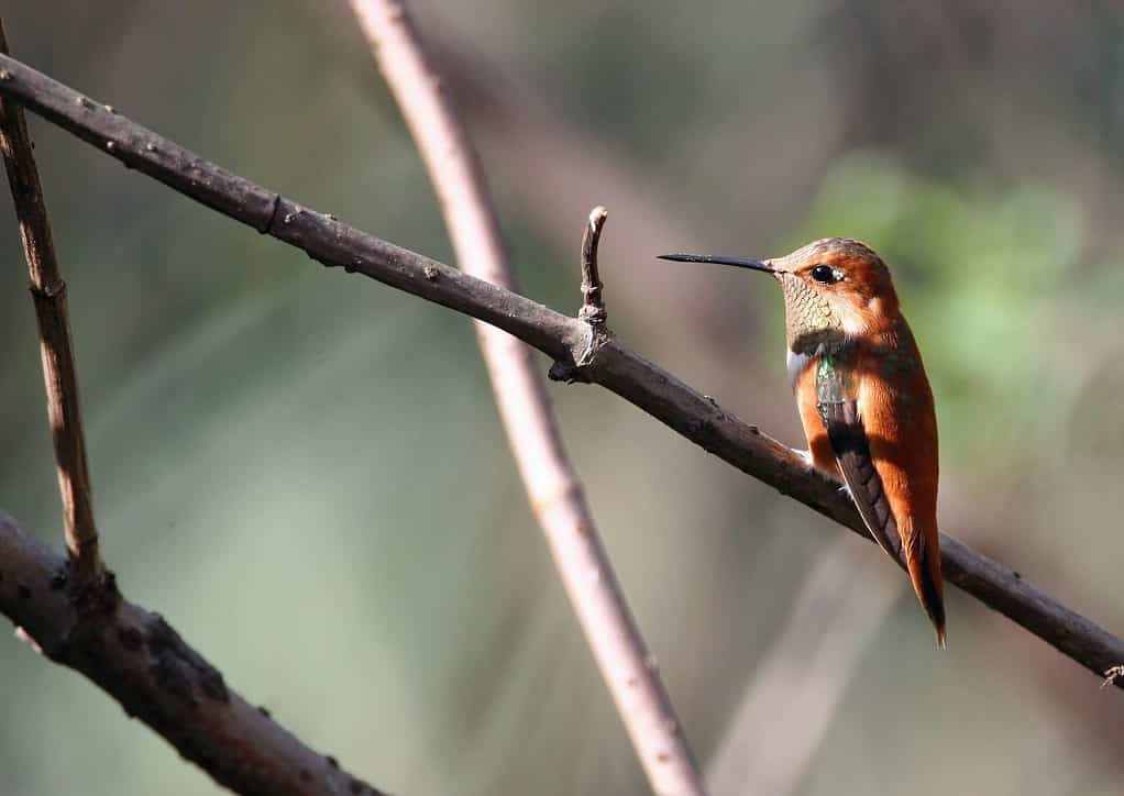 colibrì rossiccio