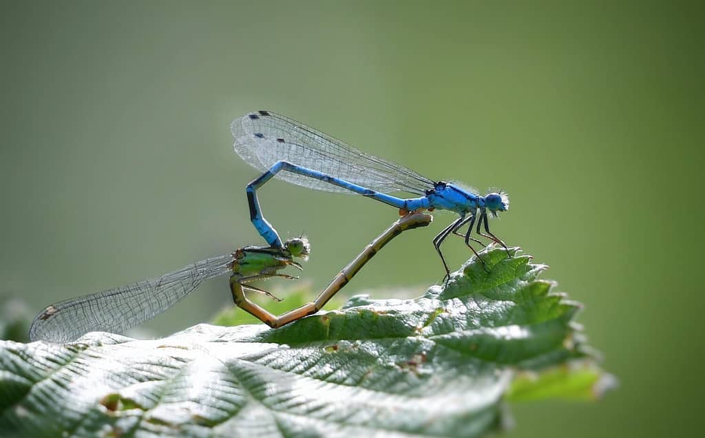 Su una foglia verde sono posizionate due libellule blu ai fini dell'autosufficienza per la procreazione