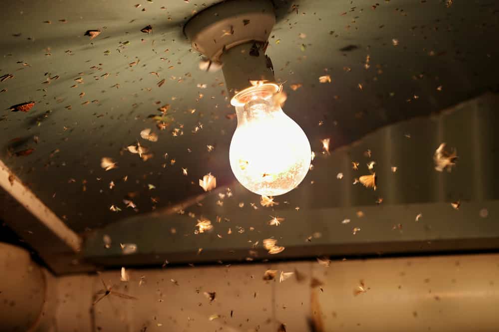 Falene e insetti che volano attorno a un globo luminoso