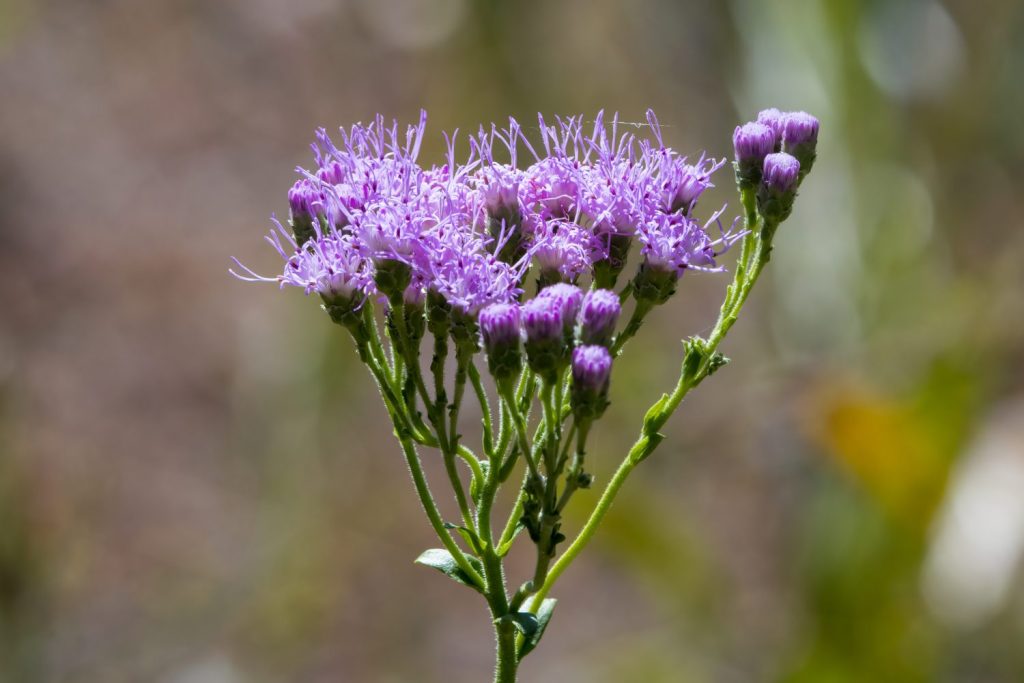 Fiore viola del pennello della Florida (Carphephorus corymbosus).