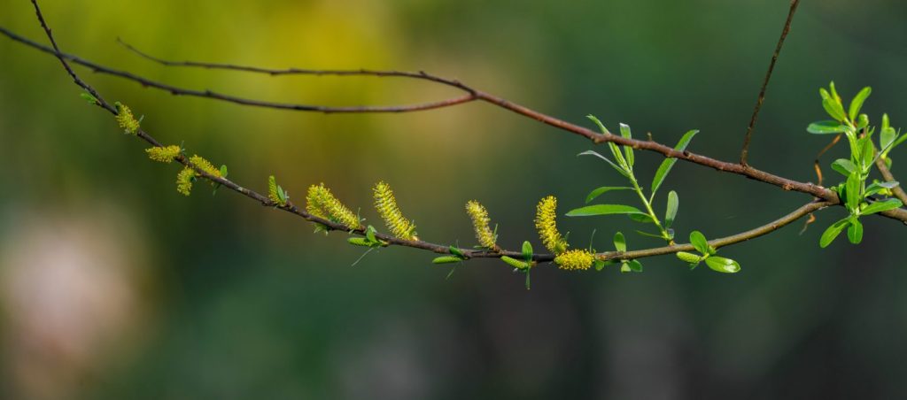 Il Salix caroliniana, comunemente noto come salice della pianura costiera, è un arbusto o un piccolo albero originario degli Stati Uniti sudorientali, fioriture emergenti che mostrano la fioritura degli amenti