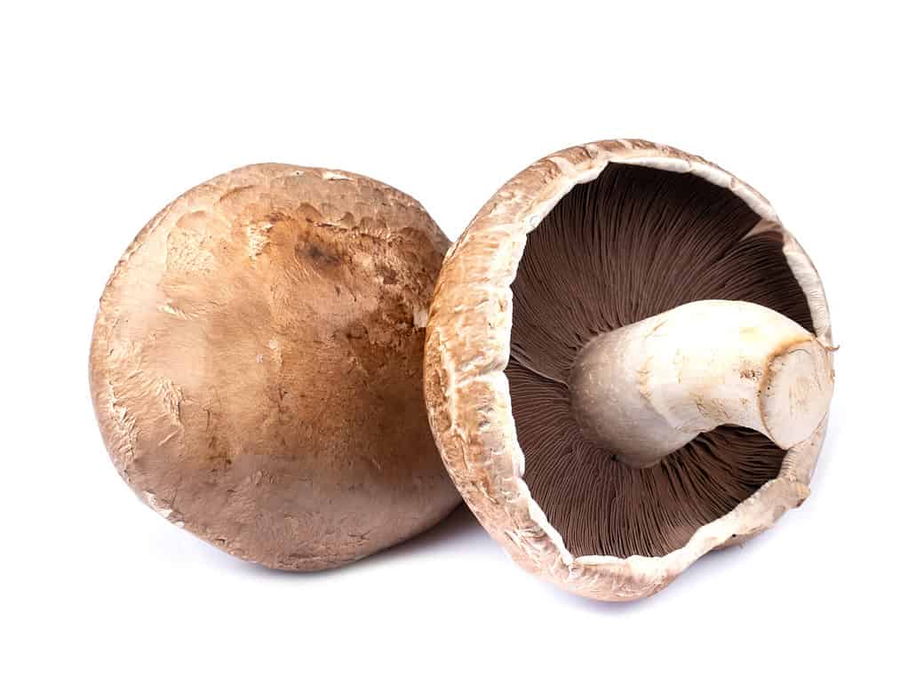 Funghi Portobello isolati su sfondo bianco
